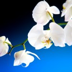 Orchidee tegen een blauw zwarte achtergrond, stockfoto